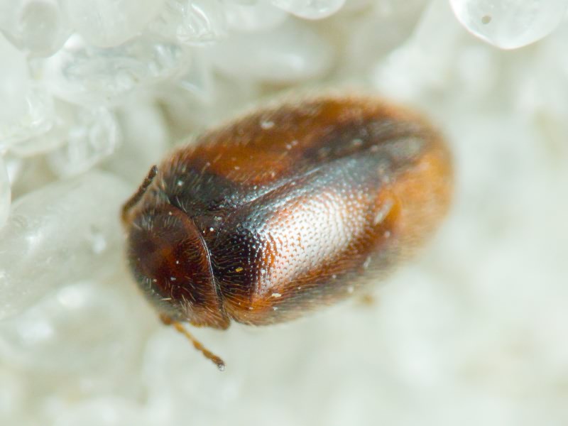 Scirtidae Fleming, 1821